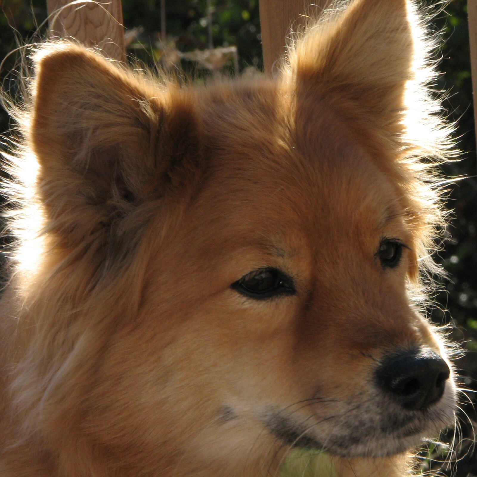 Golden-red Finnish Spitz close-up portrait with backlit fur