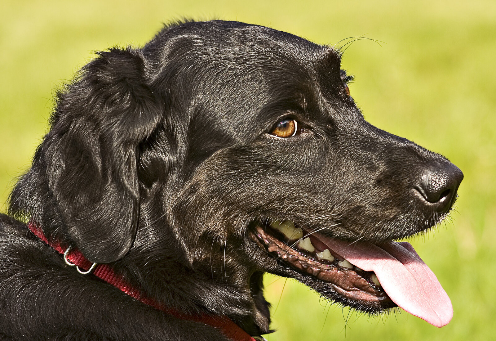 Black Flat-Coated Retriever head profile with glossy coat