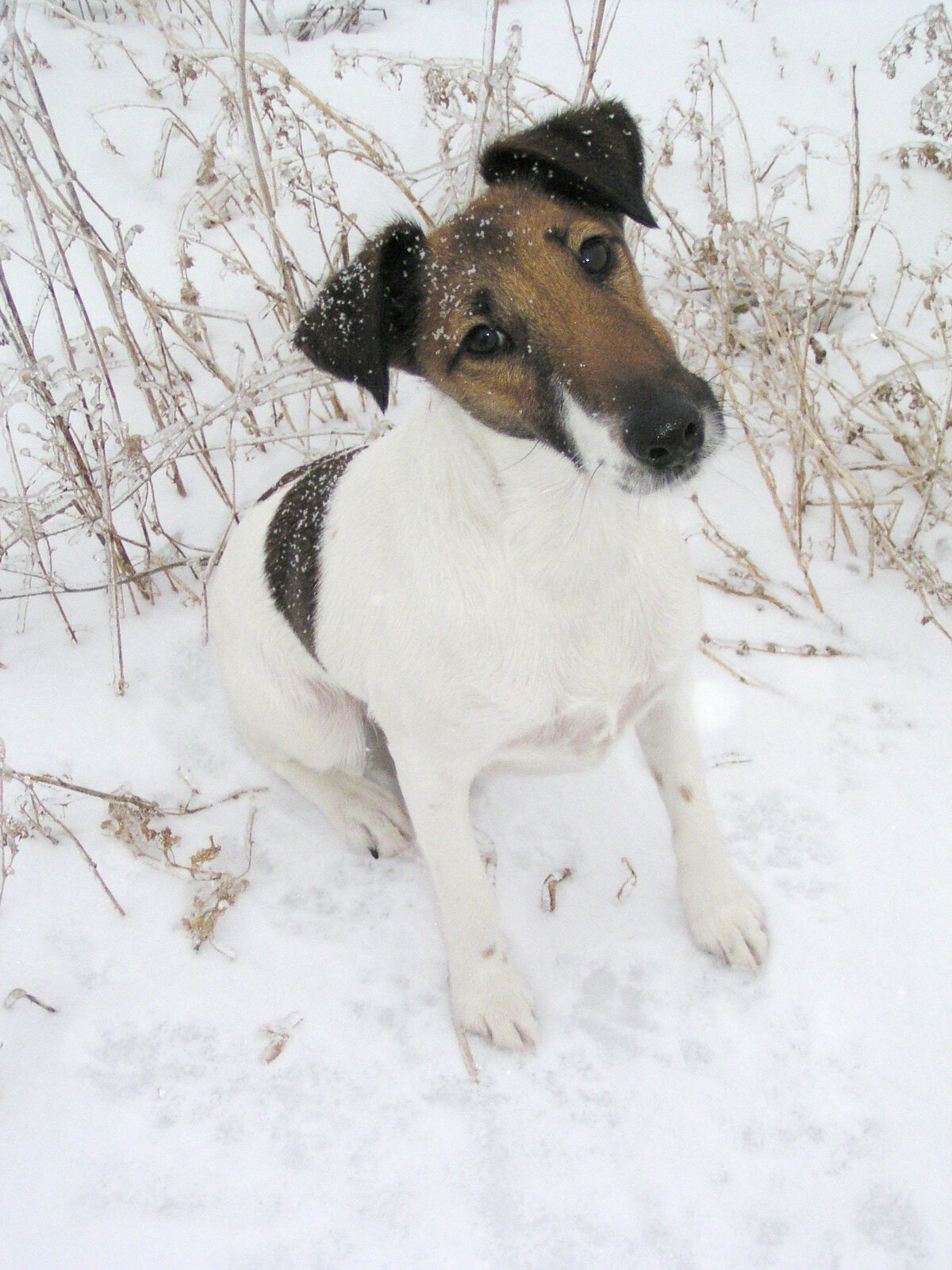 Tricolor Smooth Fox Terrier sitting in the snow looking up