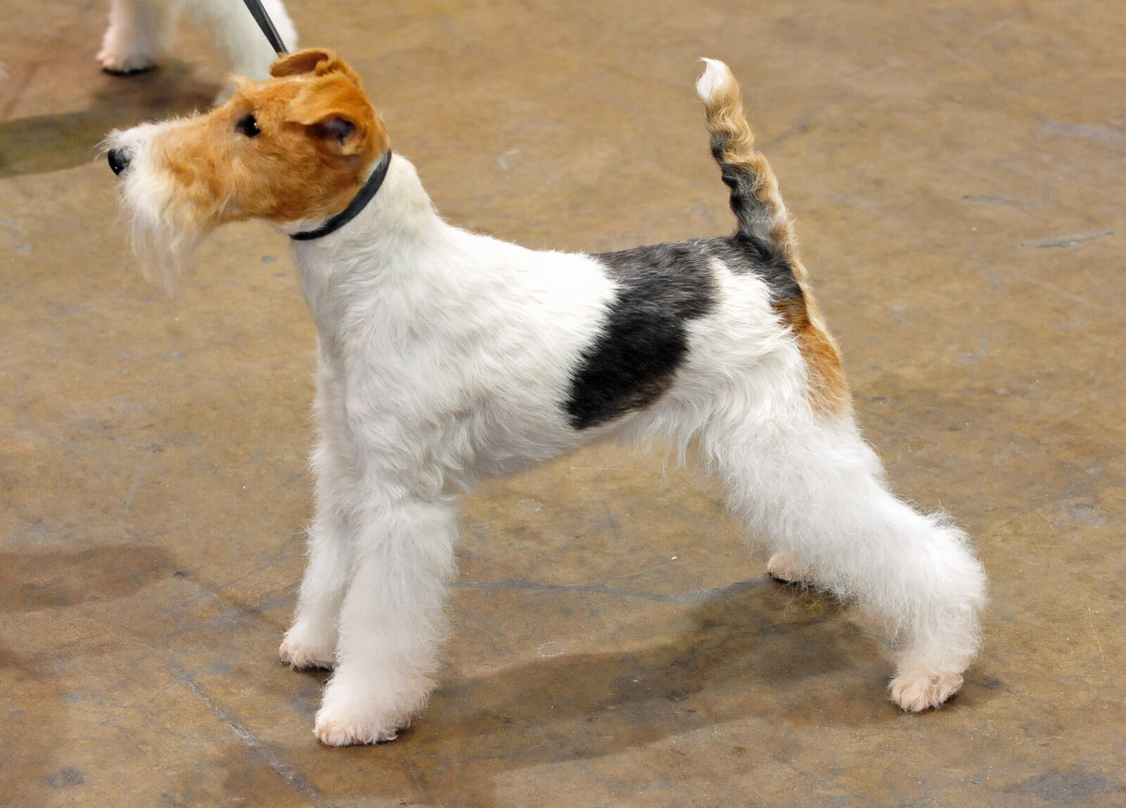 Wire Fox Terrier standing in show pose with curly white coat