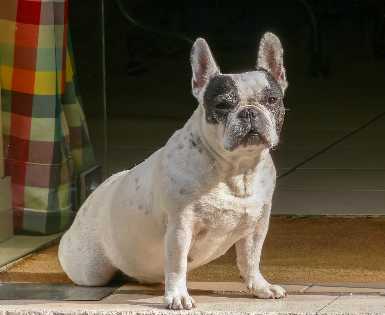 Pied French Bulldog sitting in a sunny doorway in Paris
