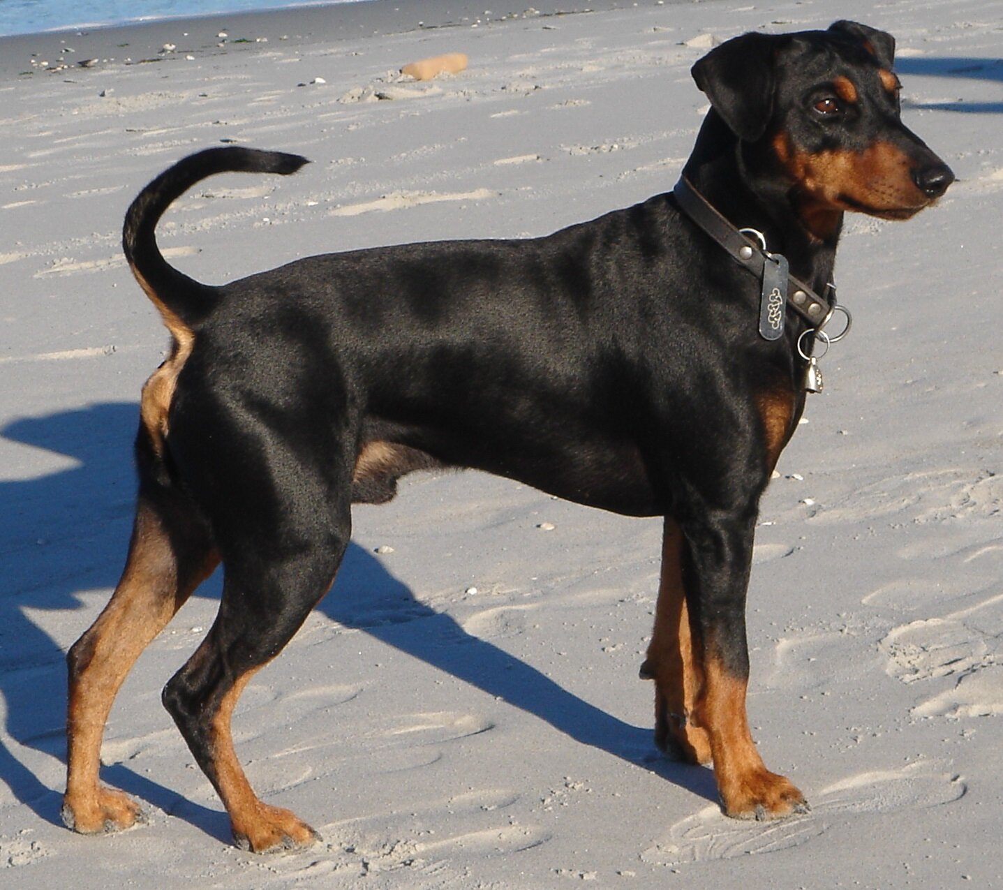 Black and tan German Pinscher standing on a sandy beach