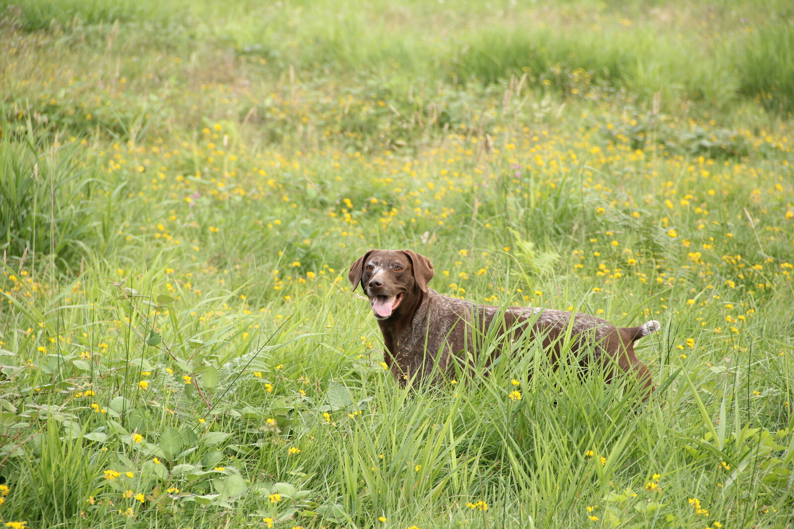Liver-ticked German Shorthaired Pointer standing in a flowering meadow