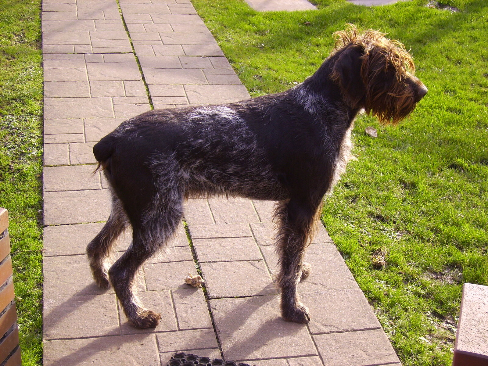 German Wirehaired Pointer standing on a garden path in profile