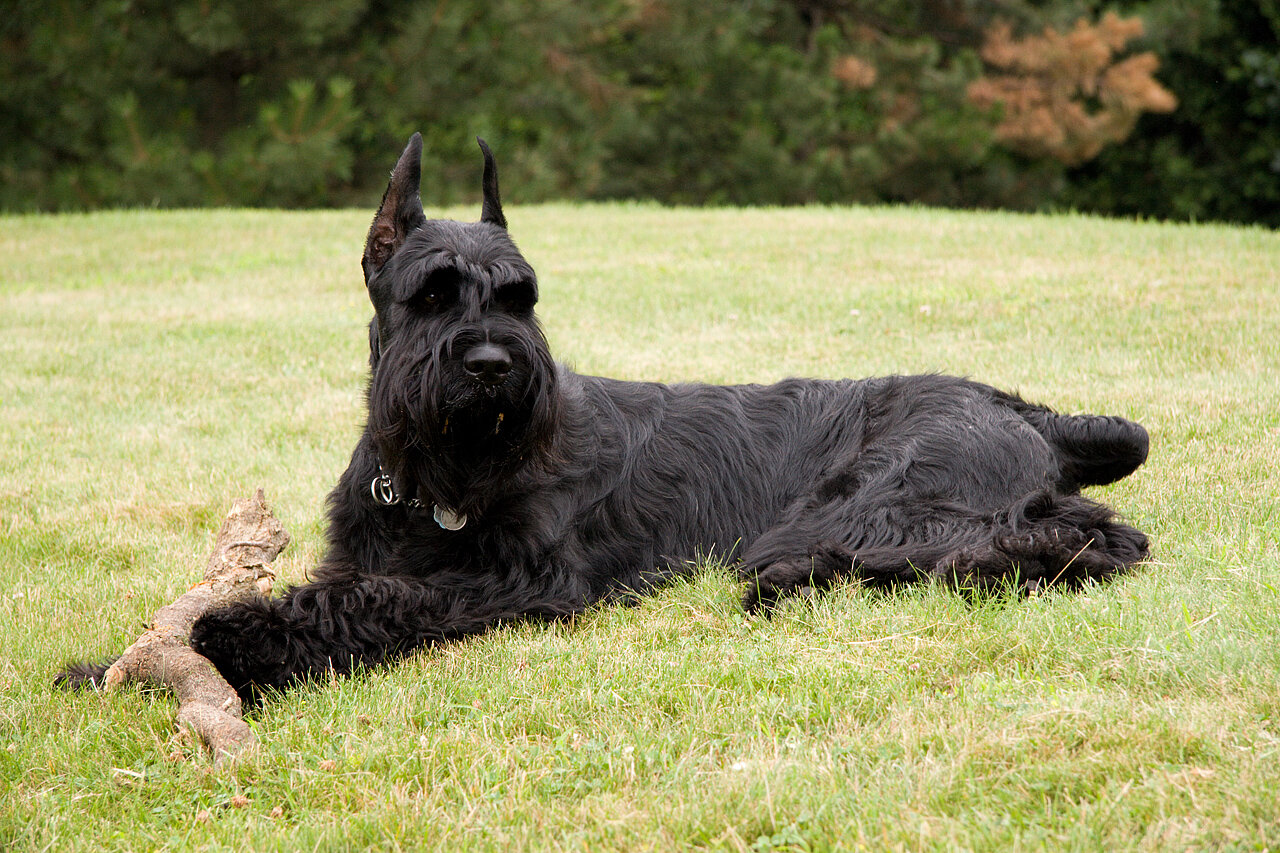 Black Giant Schnauzer lying on grass with a stick