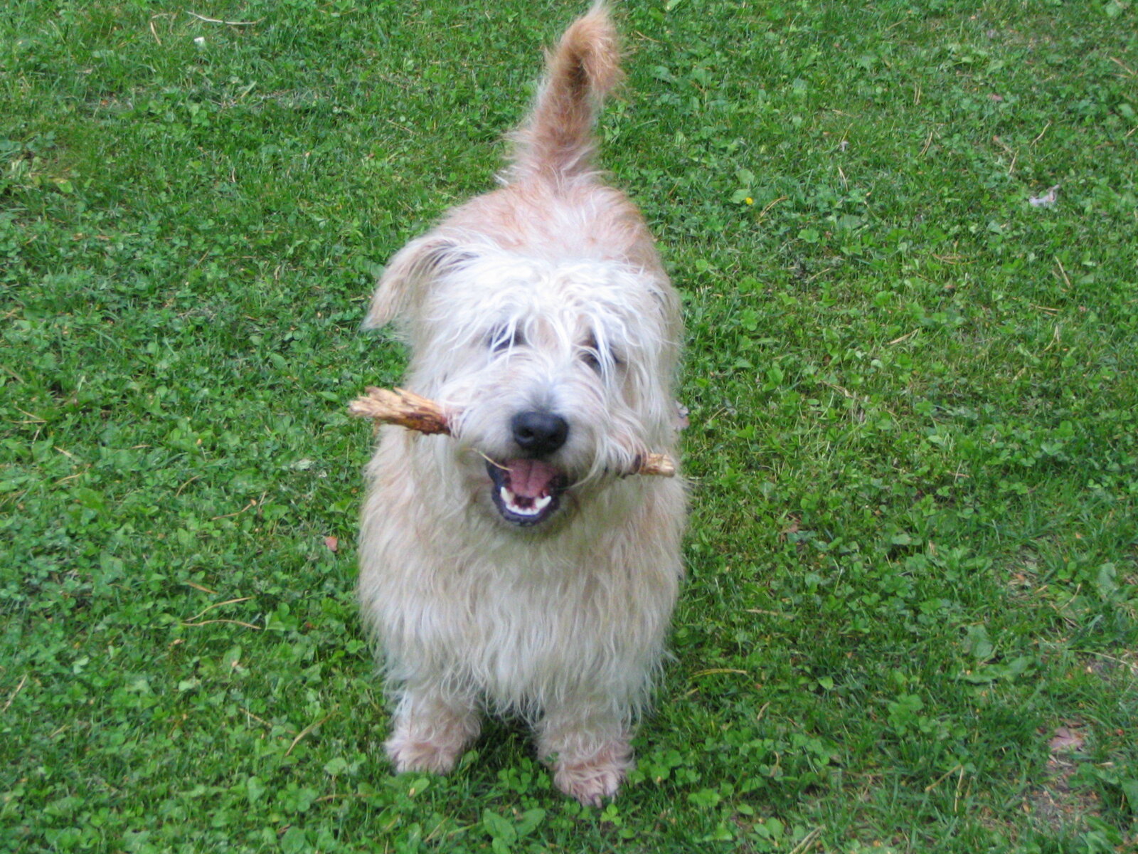 Wheaten Glen of Imaal Terrier on grass holding a stick