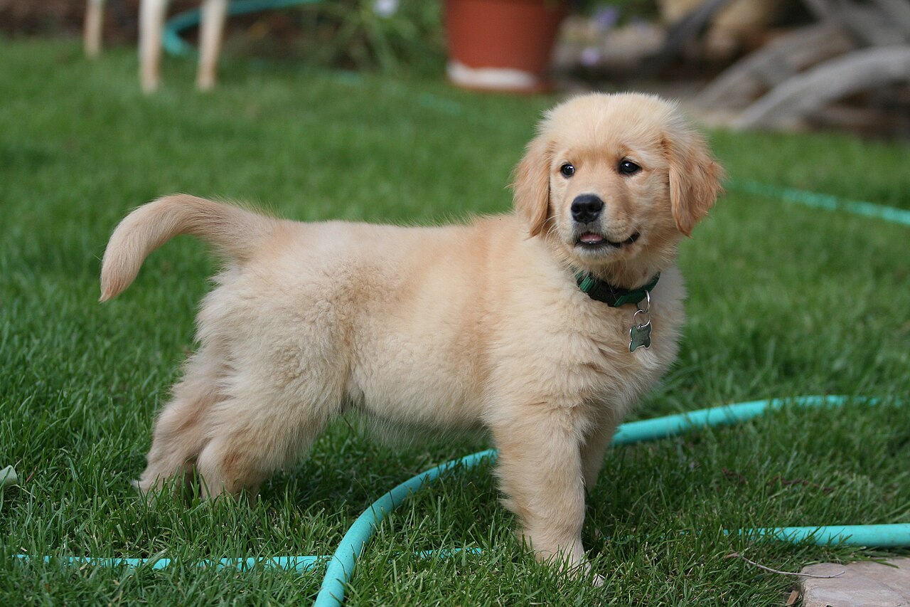 Golden Retriever puppy standing on a lawn next to a garden hose