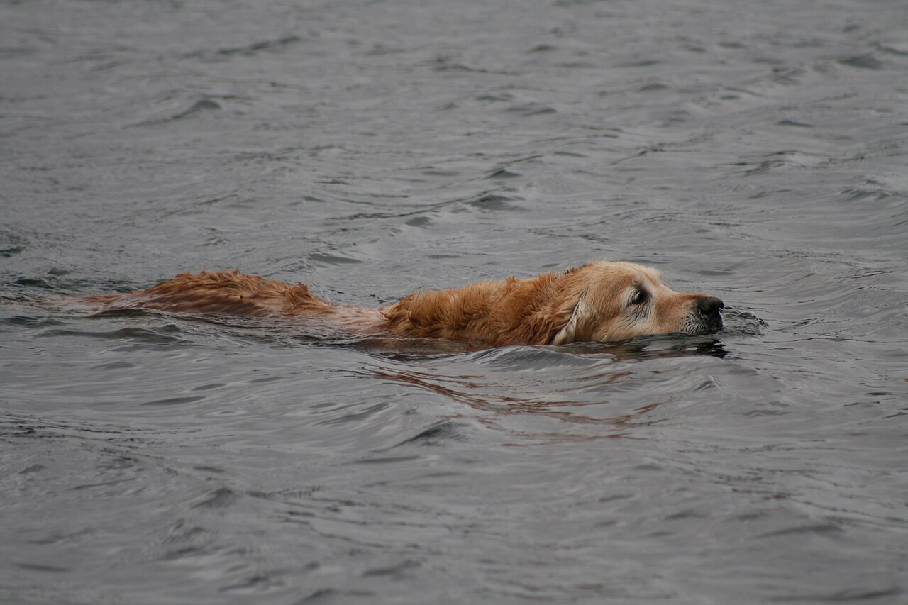 Golden Retriever swimming across a lake