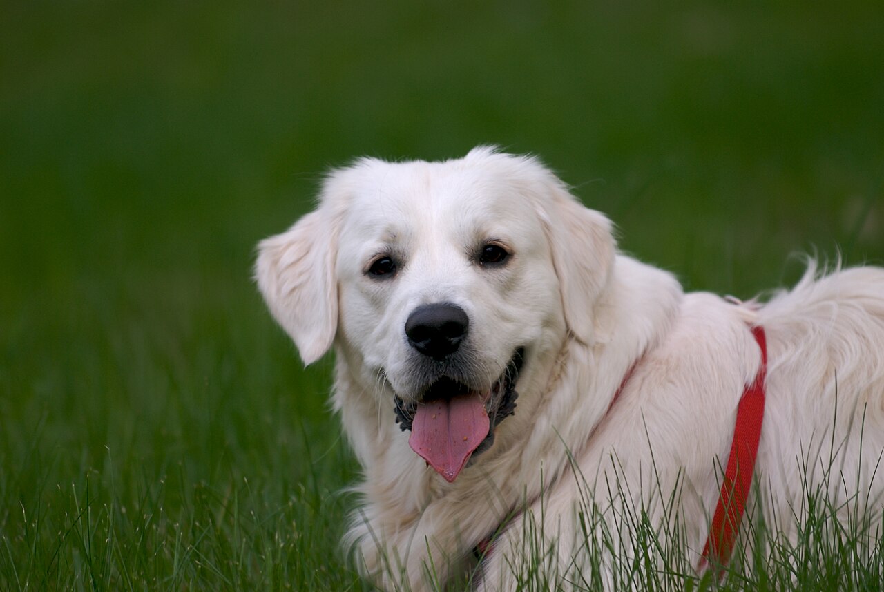 English cream Golden Retriever portrait with a red harness
