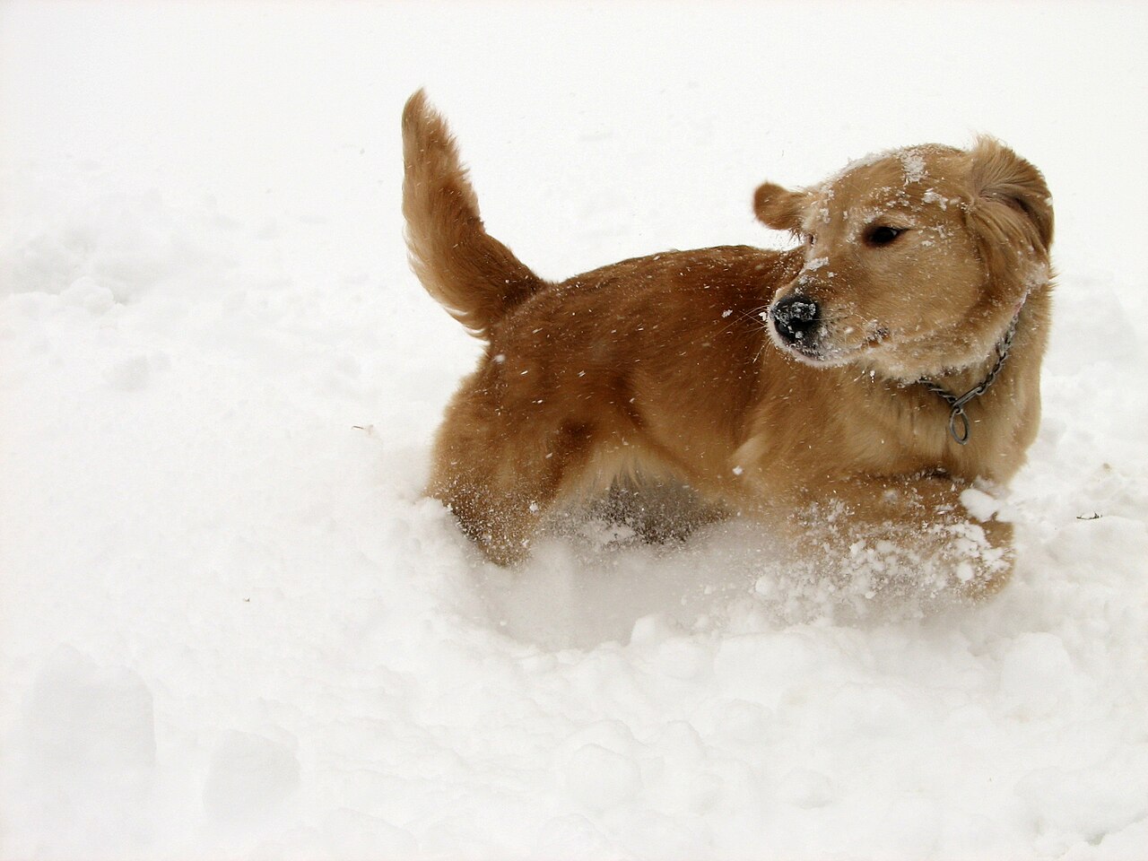 Golden Retriever bounding through deep snow