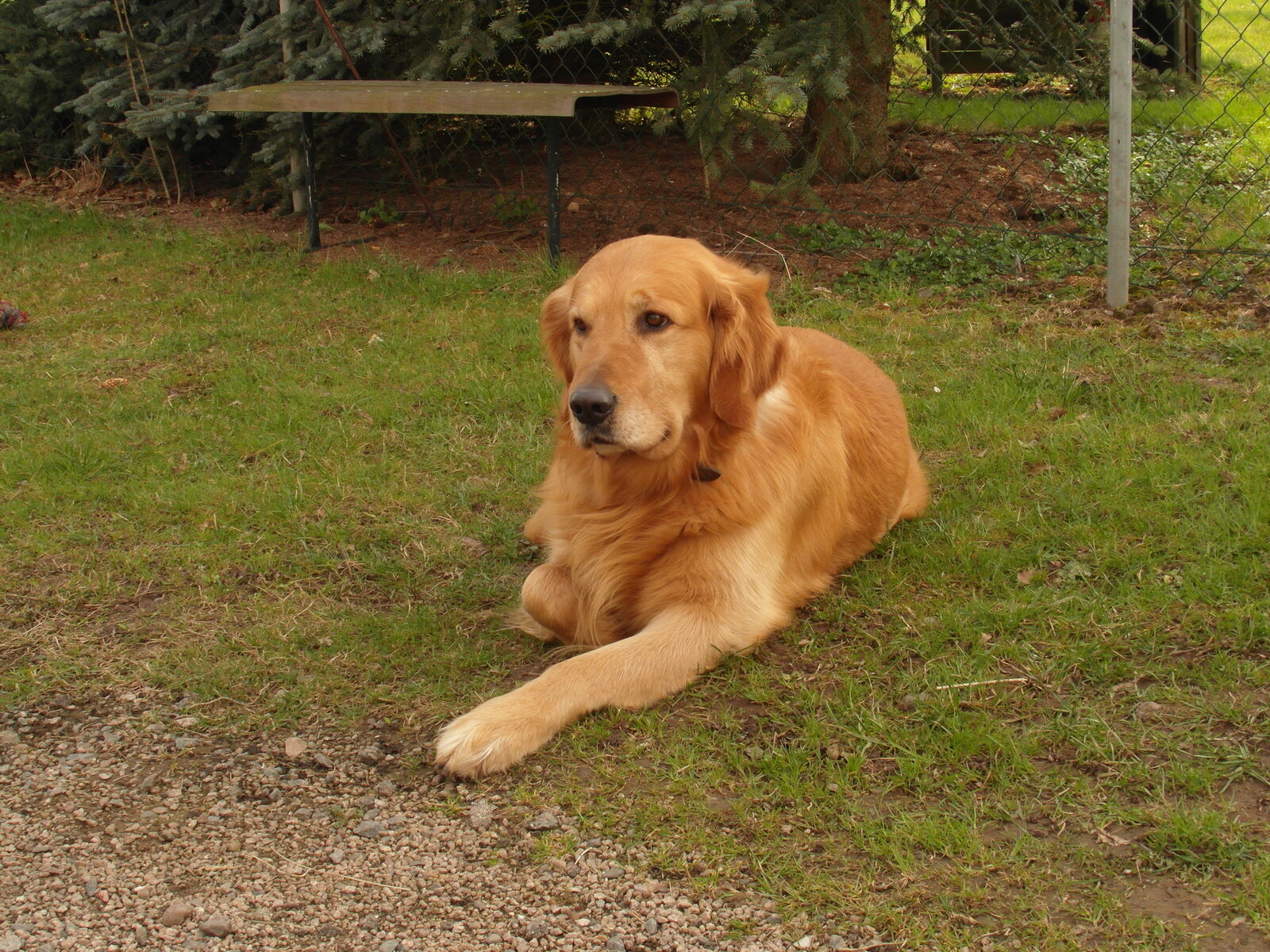 Golden Retriever lying on grass with front paws crossed