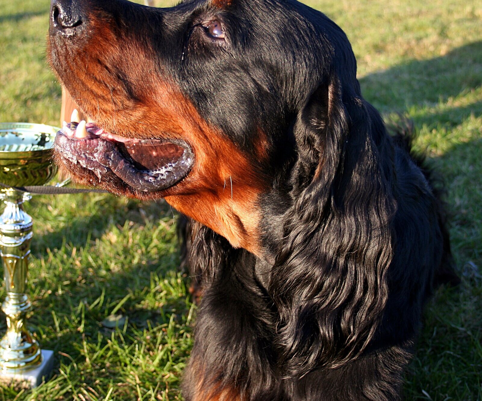 Black and tan Gordon Setter head close-up in warm sunlight
