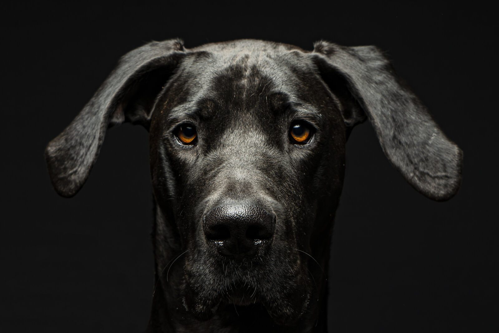 Studio portrait of a Great Dane face against a black background
