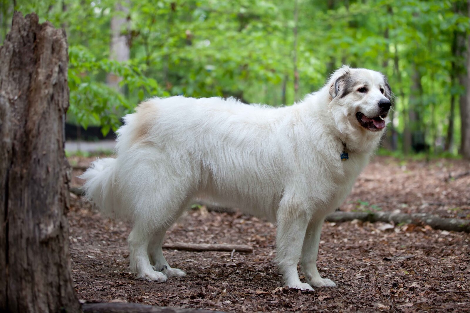 White Great Pyrenees standing in a forest clearing