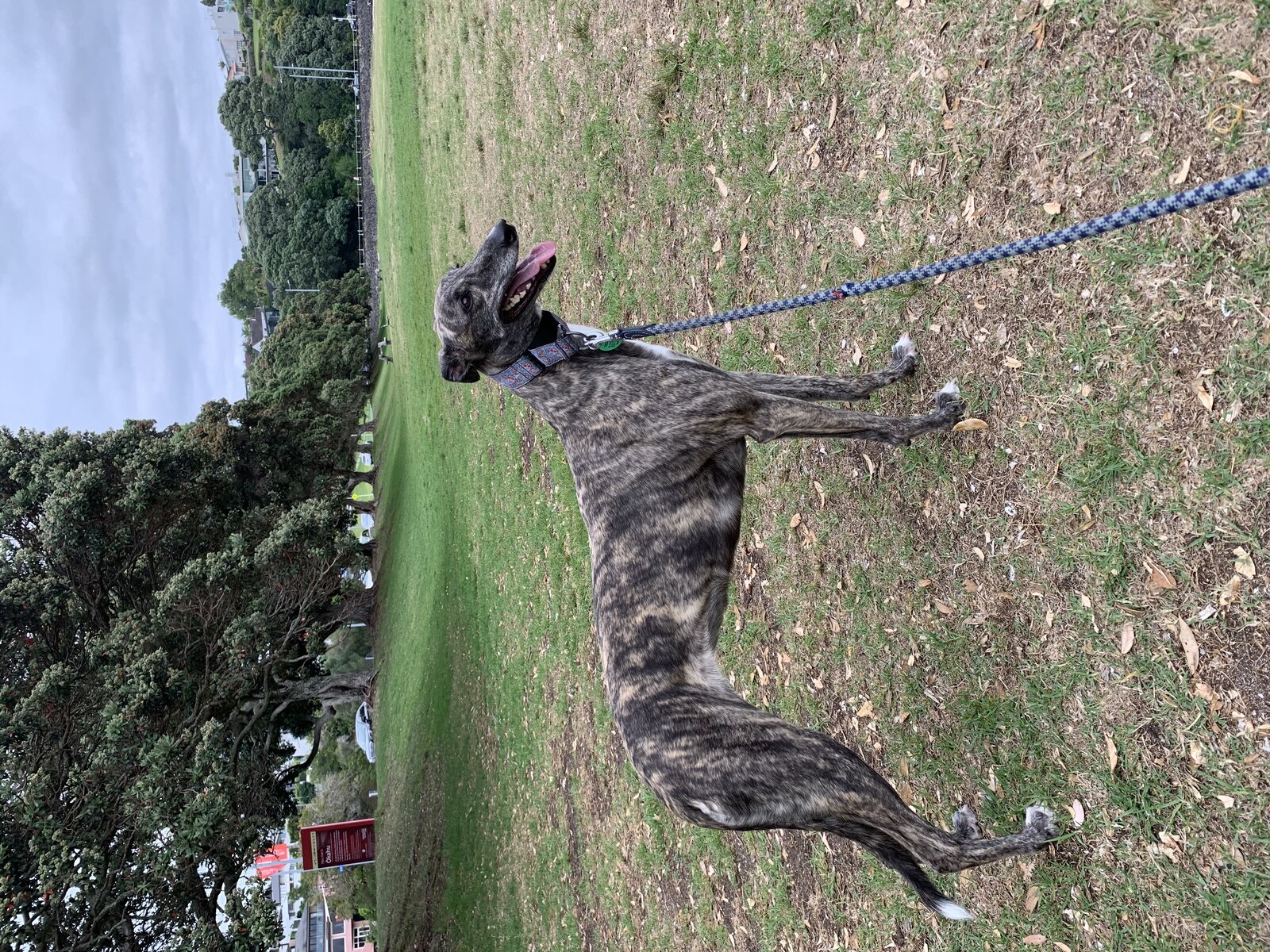 Brindle Greyhound standing in a park in New Zealand