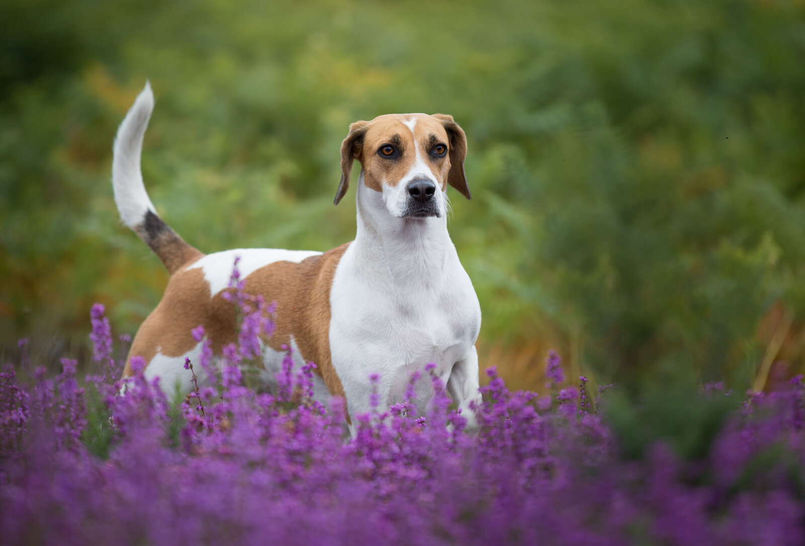 Tricolor Harrier standing among purple heather flowers