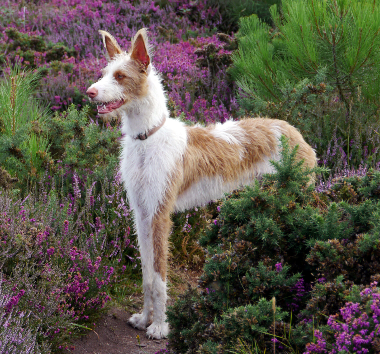 Wirehaired Ibizan Hound standing among heather and gorse