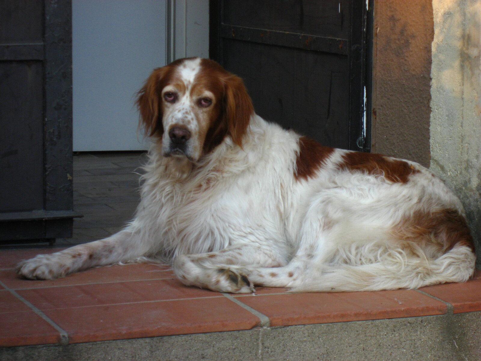 Irish Red and White Setter lying on a terracotta doorstep