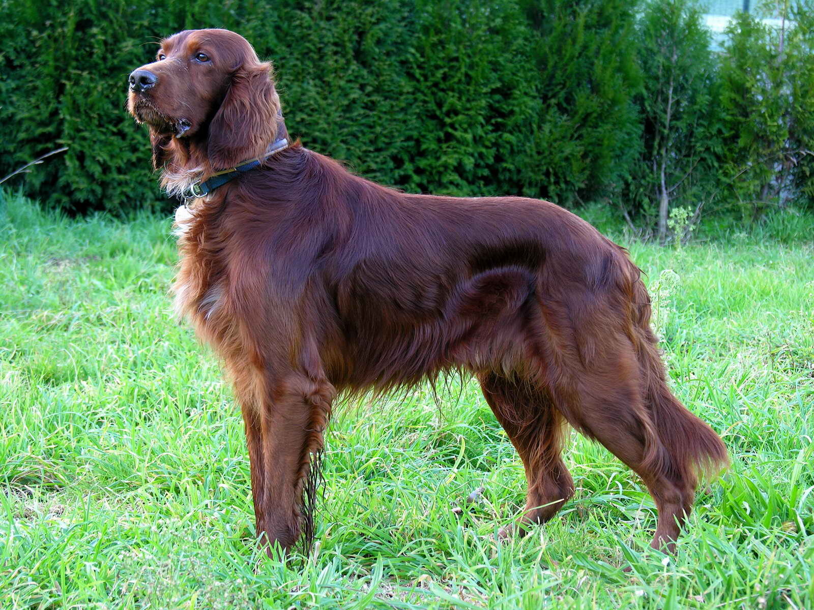 Mahogany-coated Irish Setter standing in profile on grass