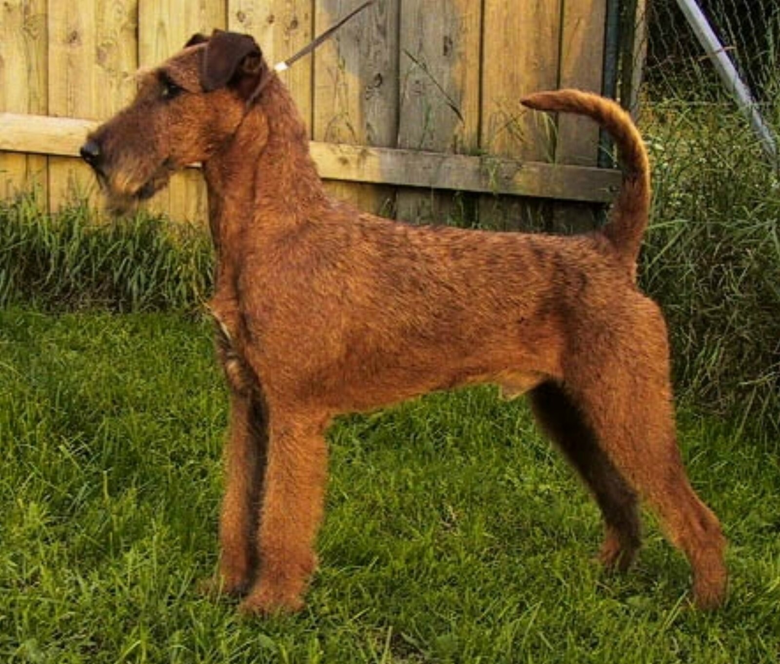 Red Irish Terrier standing alert in front of a wooden fence