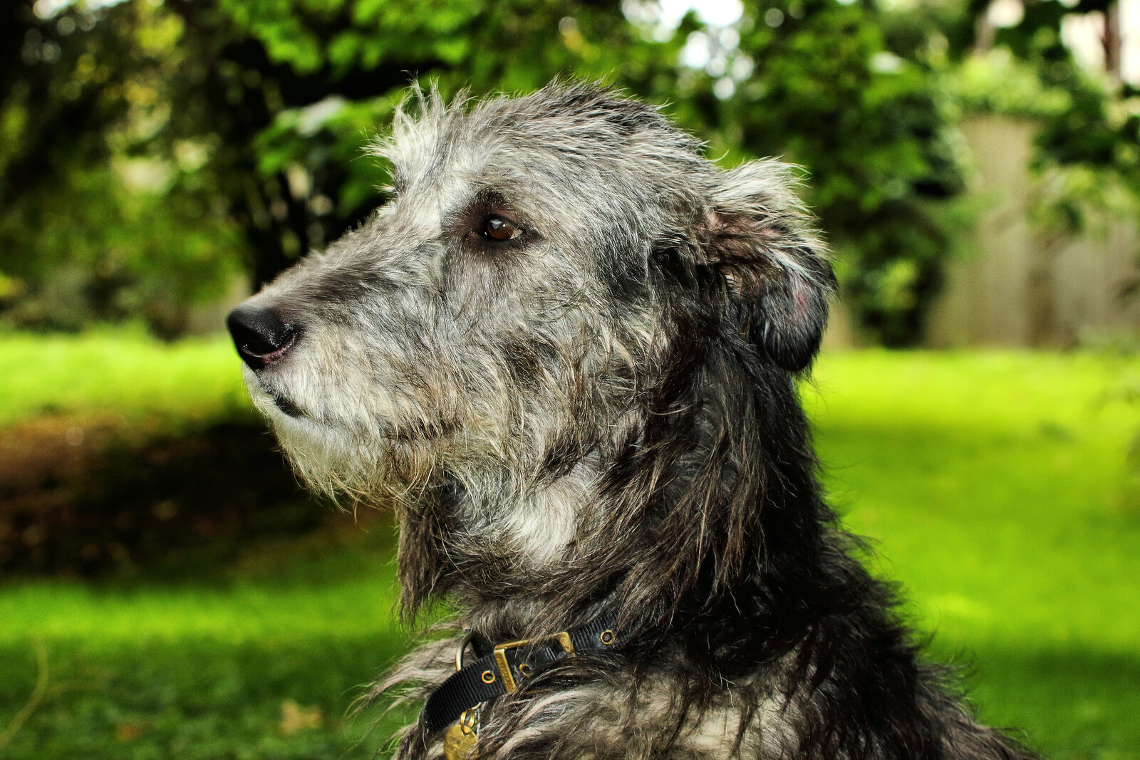 Close-up portrait of a grey Irish Wolfhound in a garden