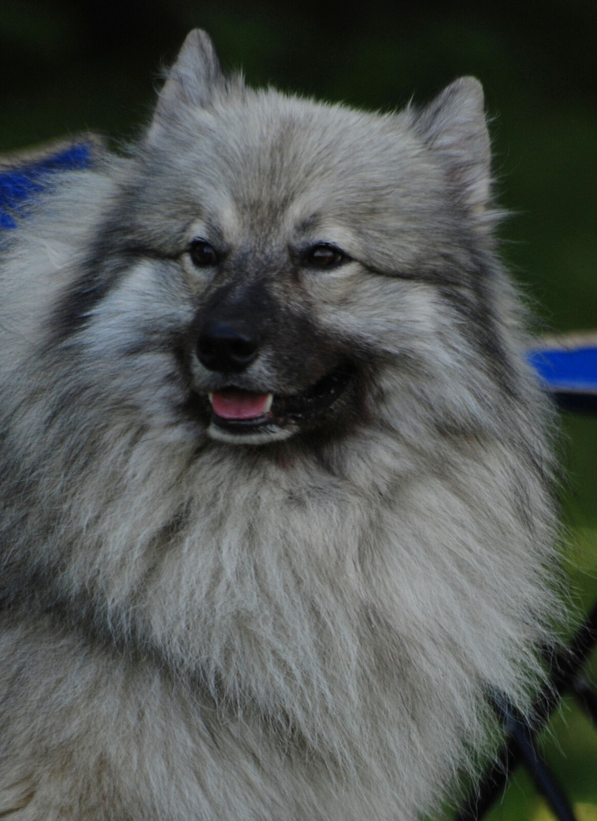 Keeshond head close-up showing the grey and cream double coat
