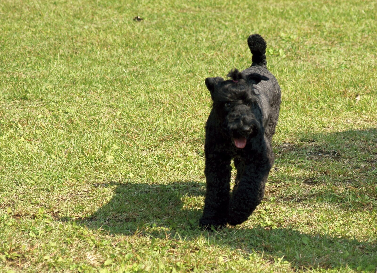 Kerry Blue Terrier trotting across a sunny lawn