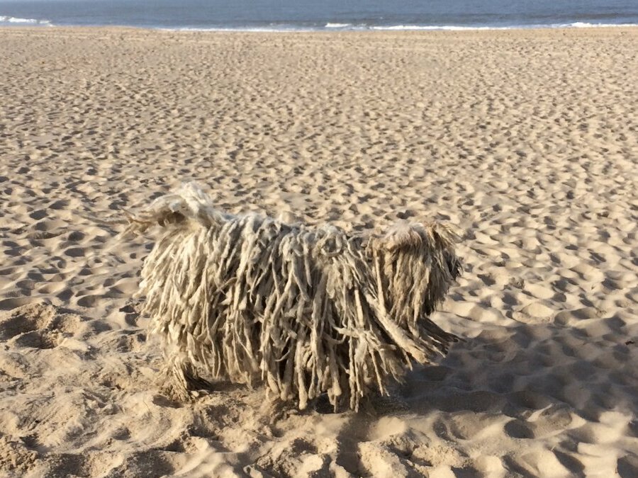 Corded Komondor walking on a sandy beach