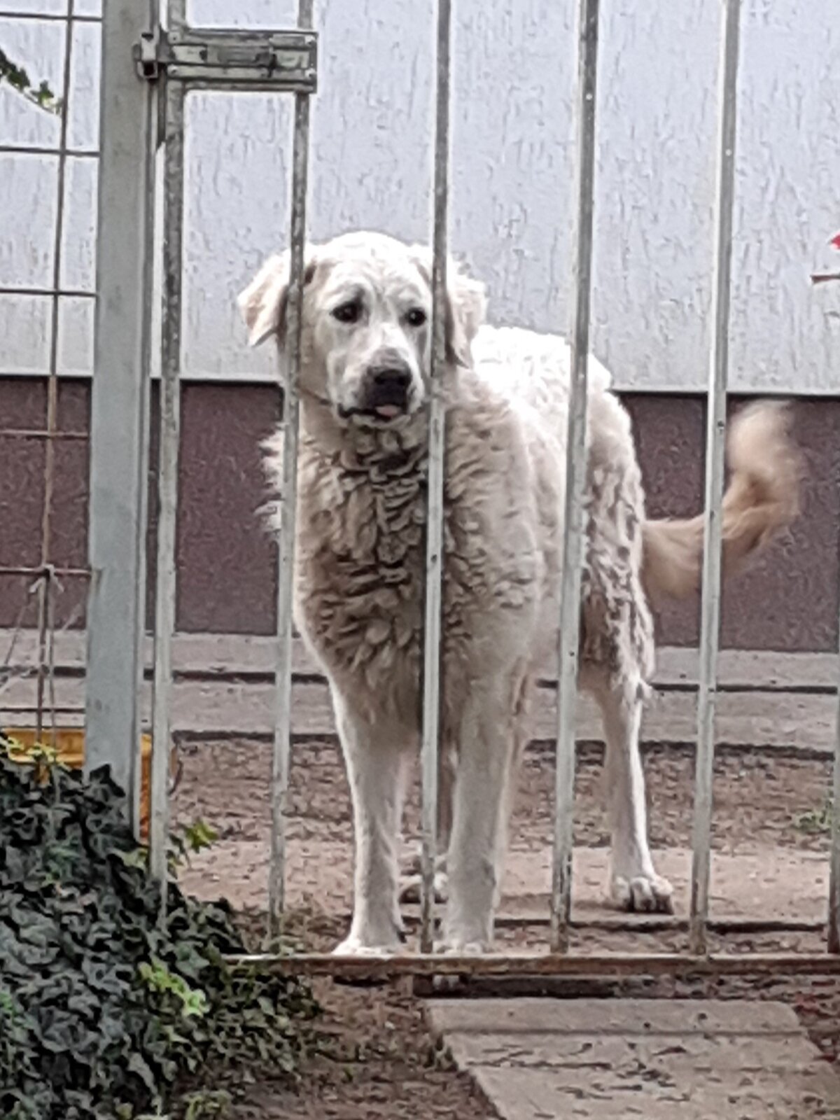 White Kuvasz standing in a farmyard looking at the camera