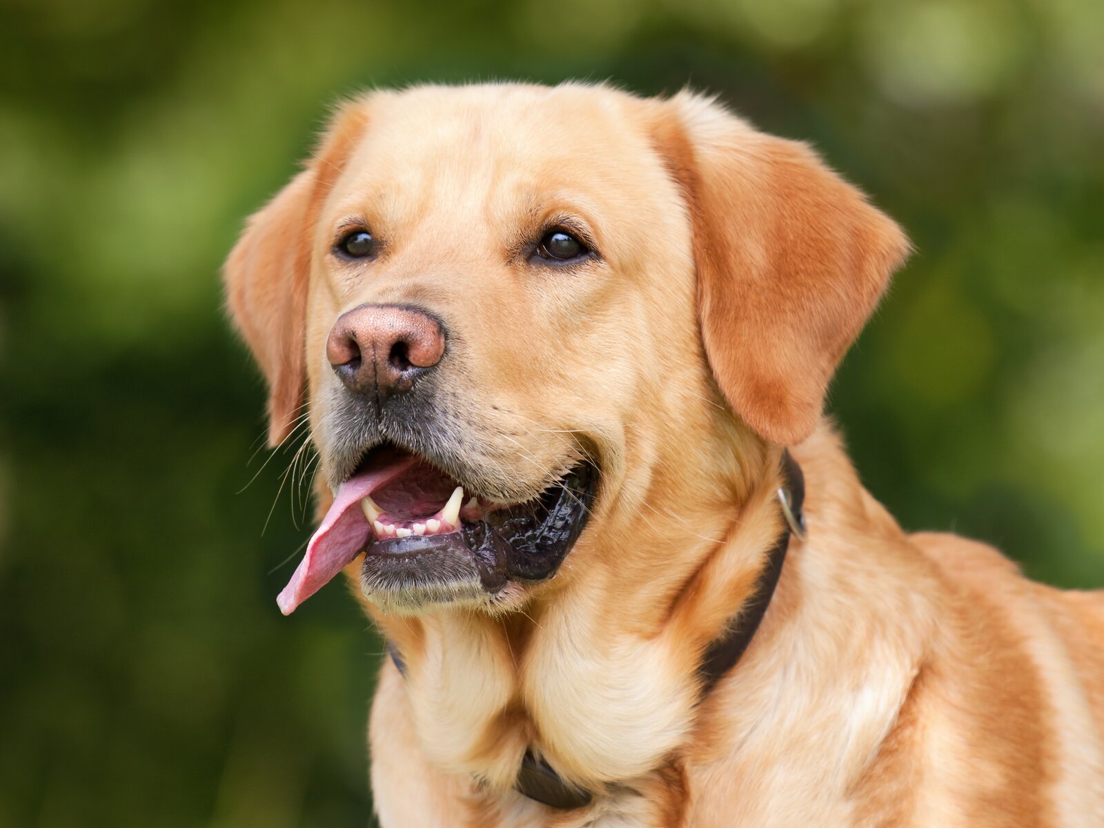 Yellow Labrador Retriever head close-up outdoors
