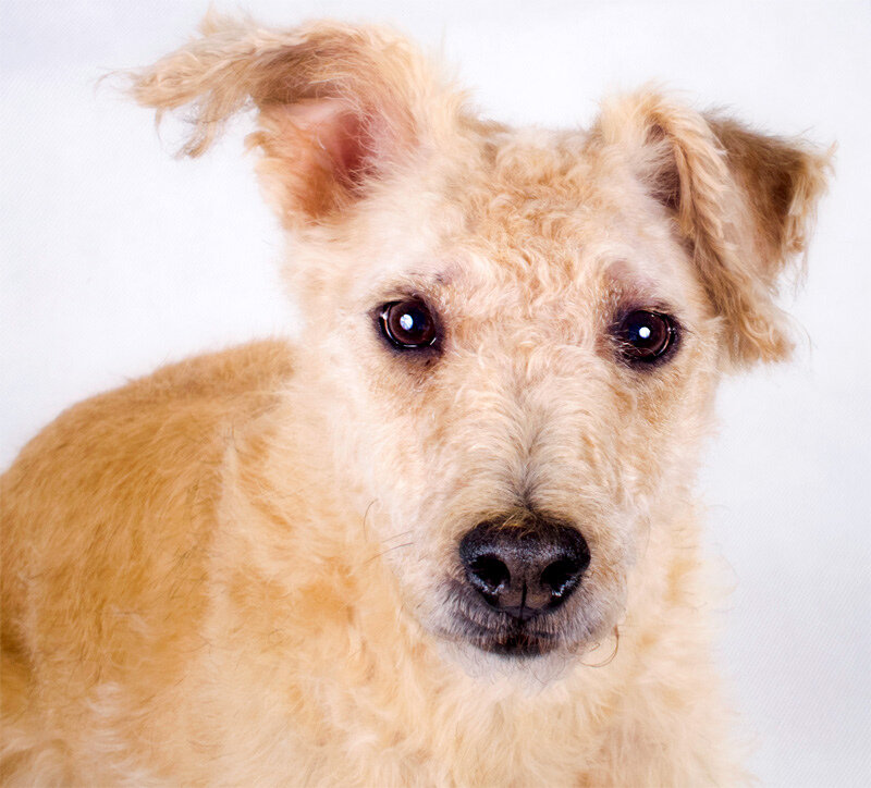 Wheaten Lakeland Terrier head close-up against a white background