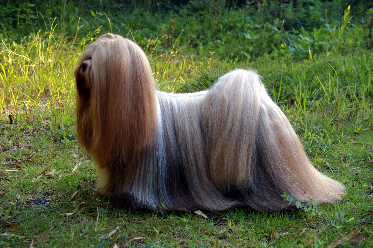 Lhasa Apso with floor-length show coat standing on grass