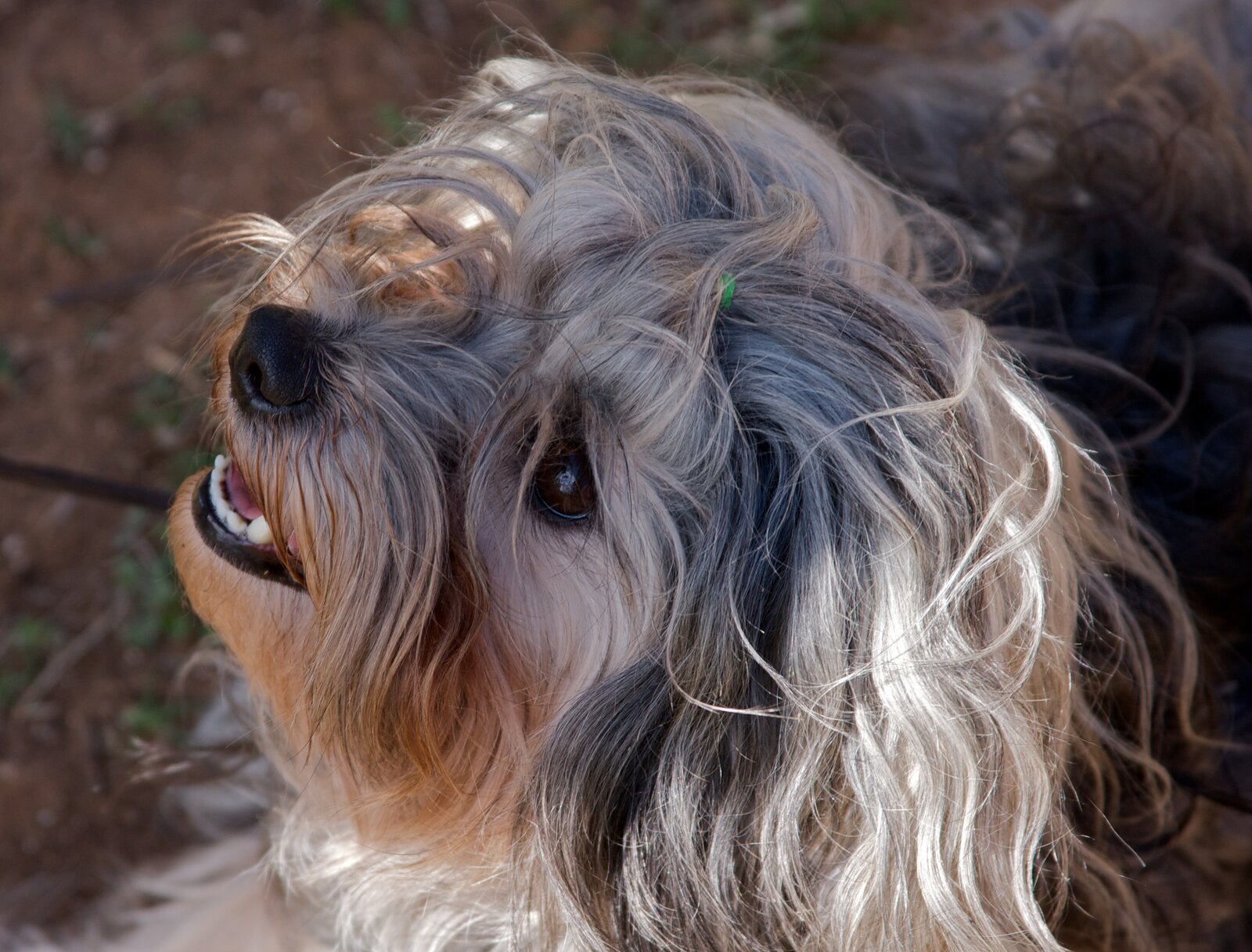 Löwchen head close-up with tousled grey and cream coat