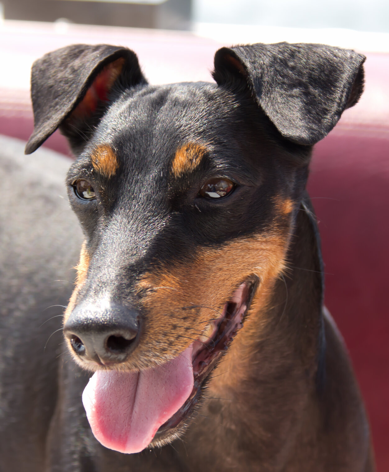 Manchester Terrier head close-up showing black and tan markings