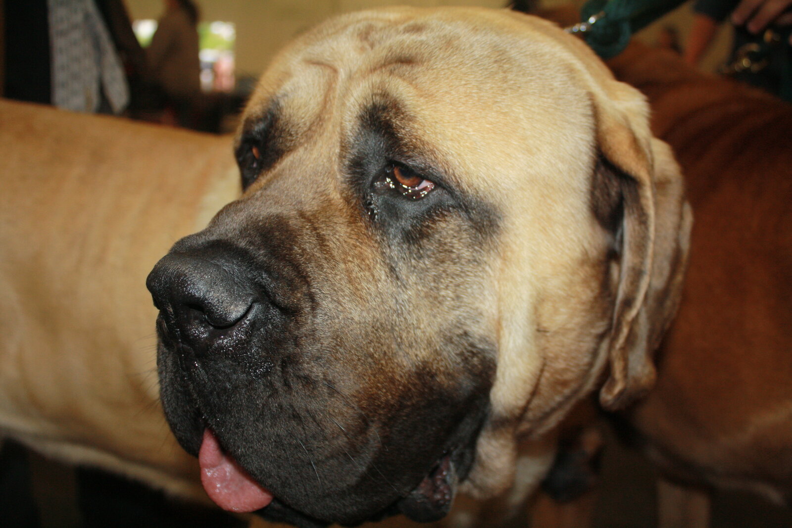 Fawn English Mastiff head close-up with dark mask