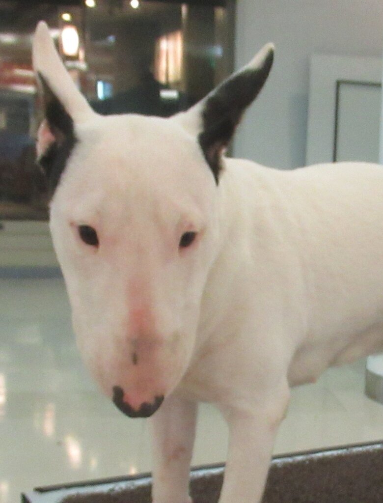 White Miniature Bull Terrier close-up with egg-shaped head