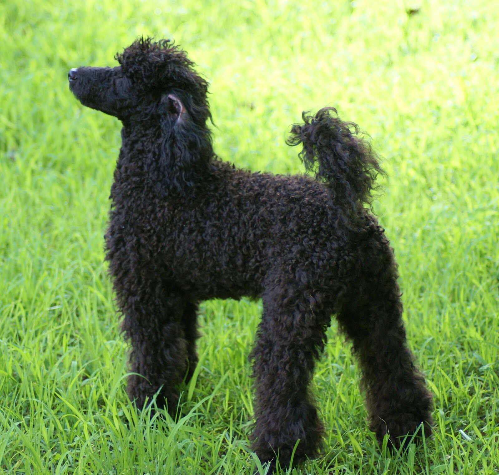 Black Miniature Poodle standing stacked on green grass