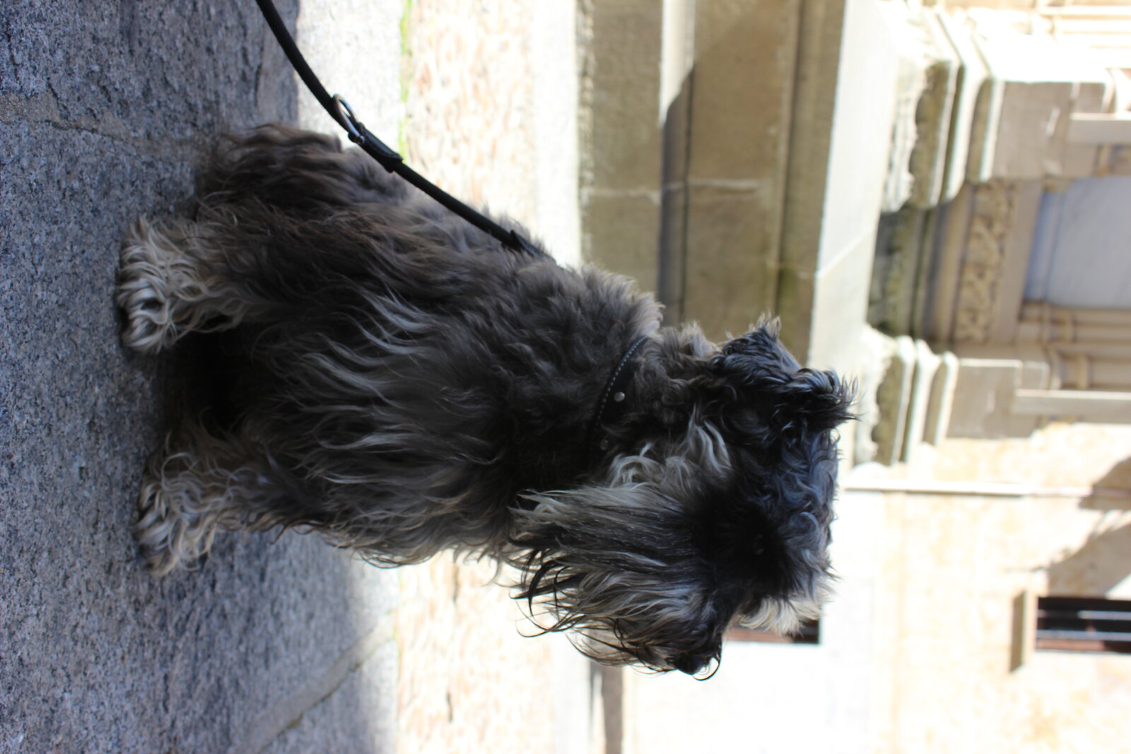 Salt-and-pepper Miniature Schnauzer sitting on stone pavement