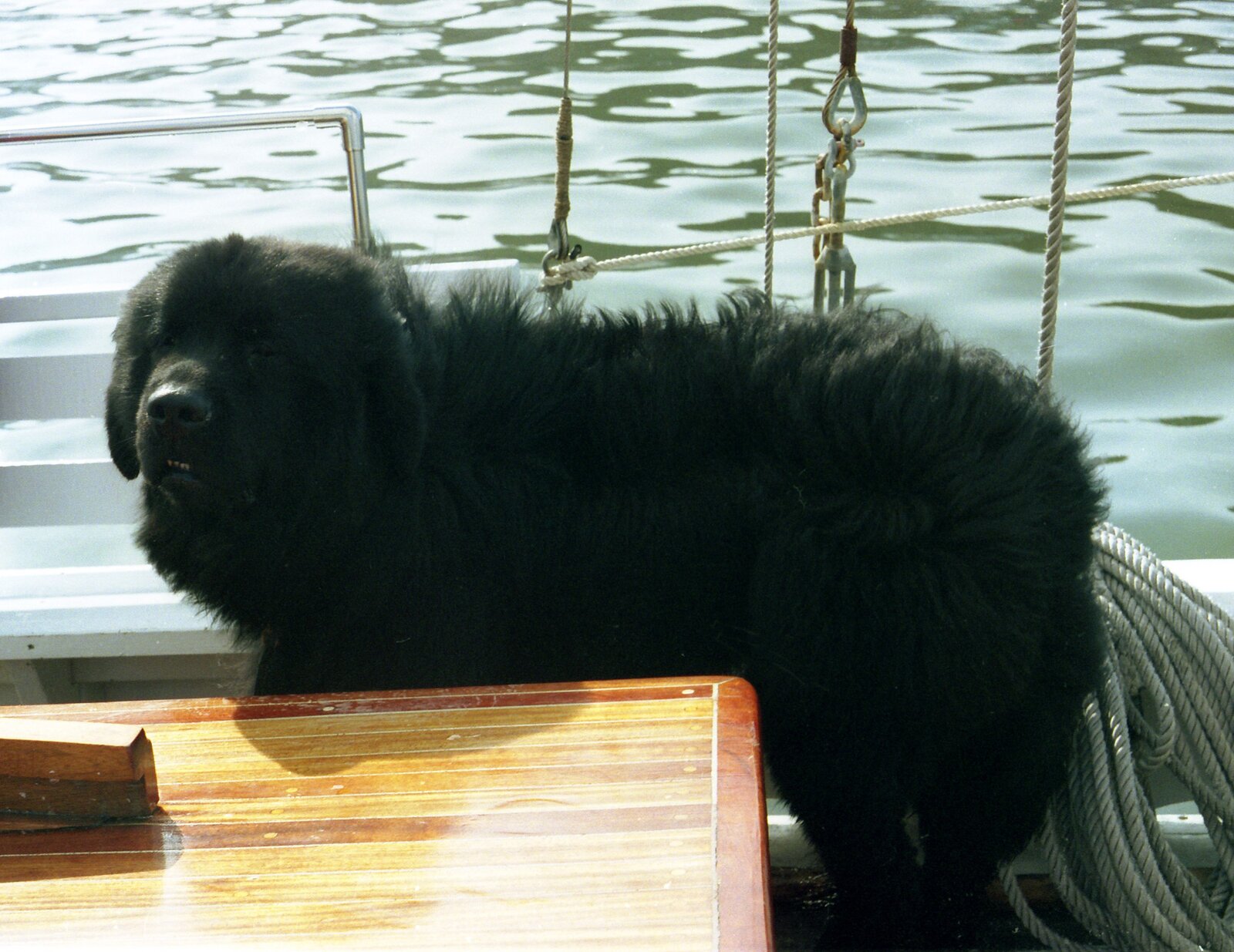 Black Newfoundland standing on the deck of a sailboat