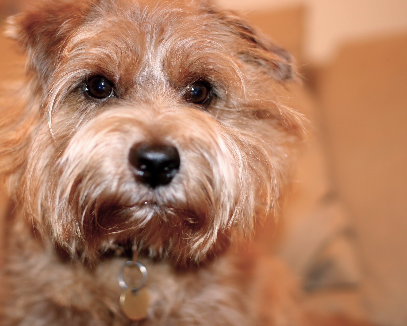 Norfolk Terrier face close-up with wiry red coat