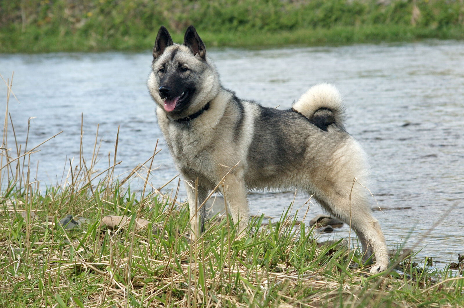 Grey Norwegian Elkhound standing on a riverbank with curled tail