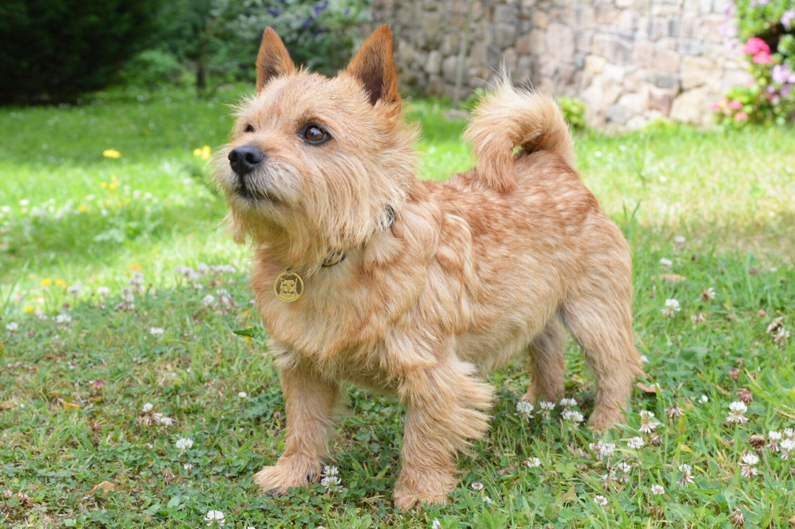 Red Norwich Terrier standing on a garden lawn