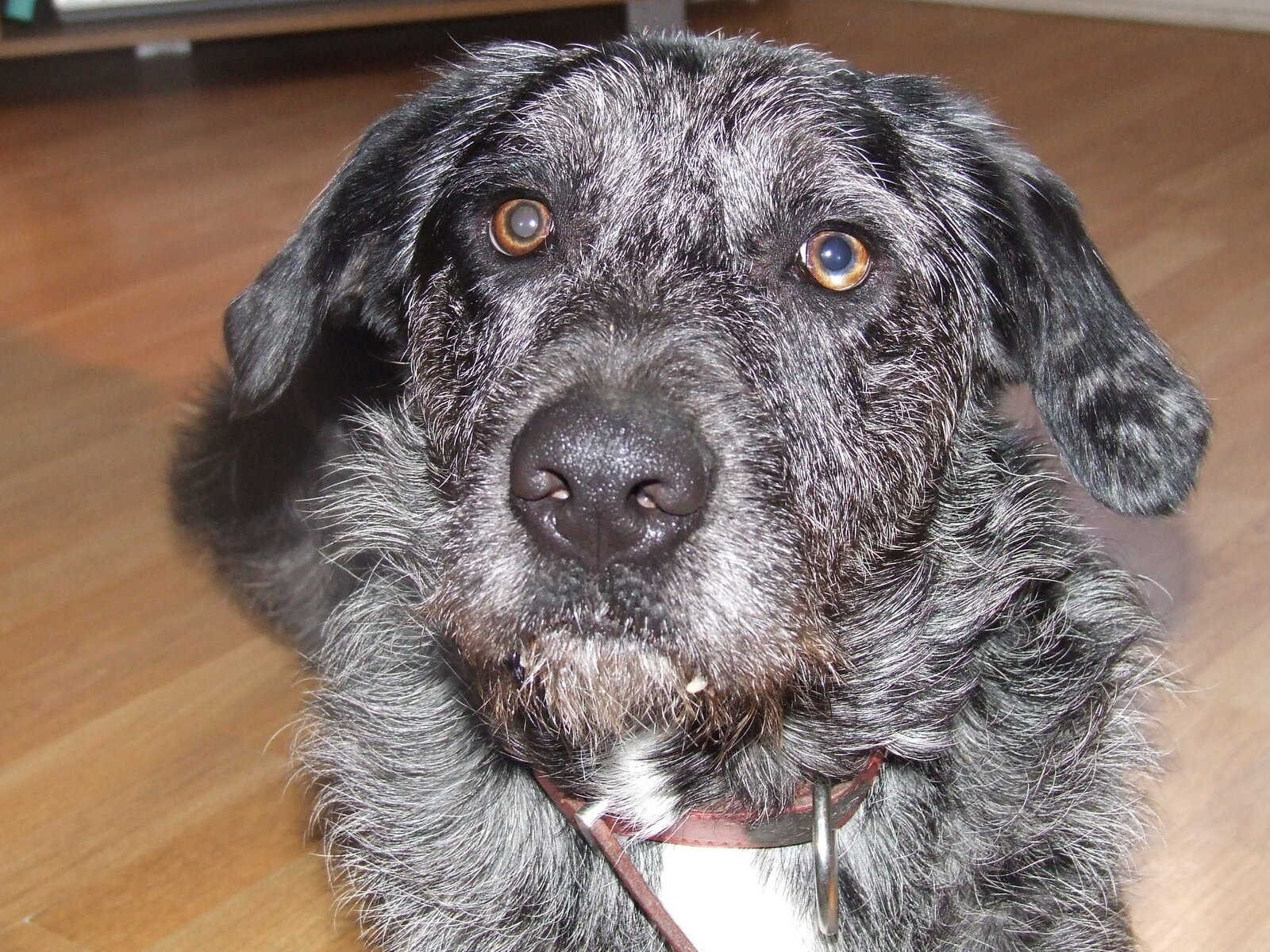 Grizzled Otterhound face close-up with shaggy coat