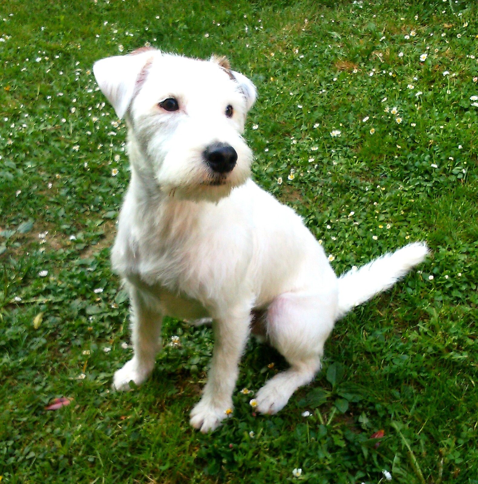 White Parson Russell Terrier sitting on grass with daisies