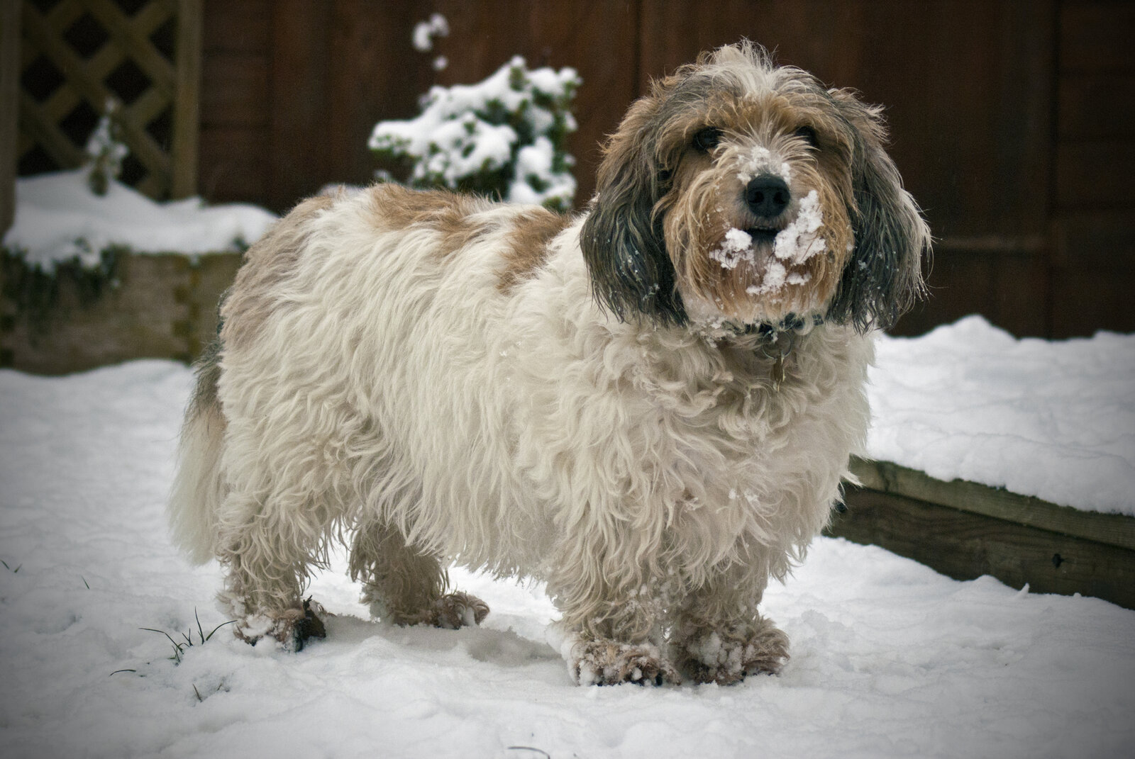 Petit Basset Griffon Vendéen standing in snow with snow on its muzzle