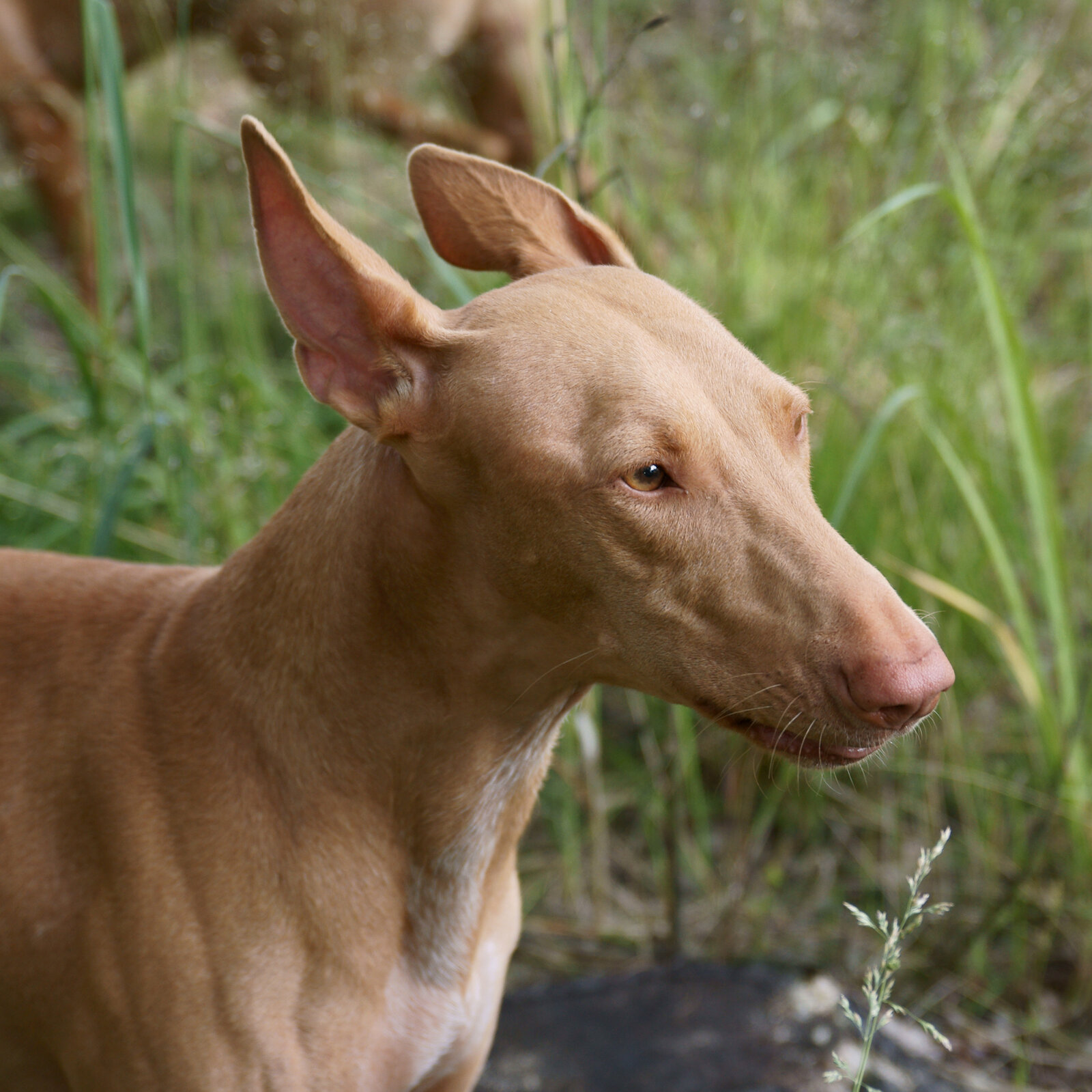 Pharaoh Hound head close-up in profile against tall grass