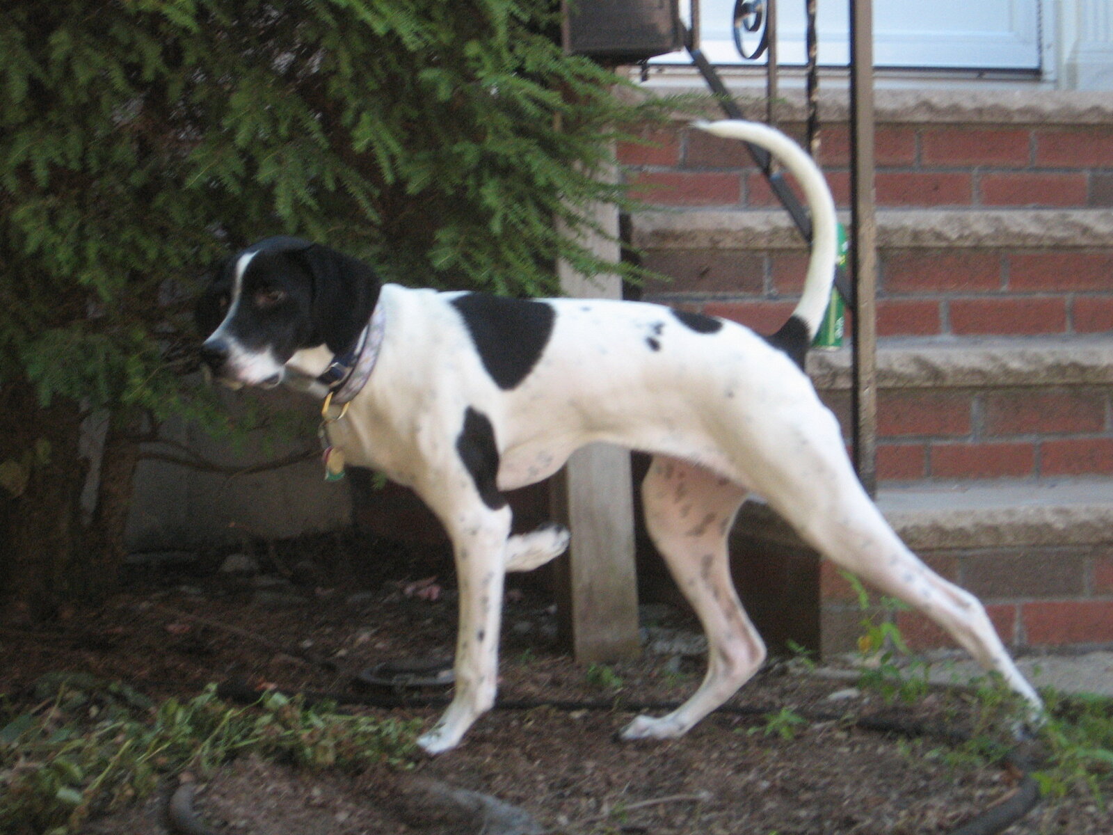 Black and white English Pointer standing in a front yard
