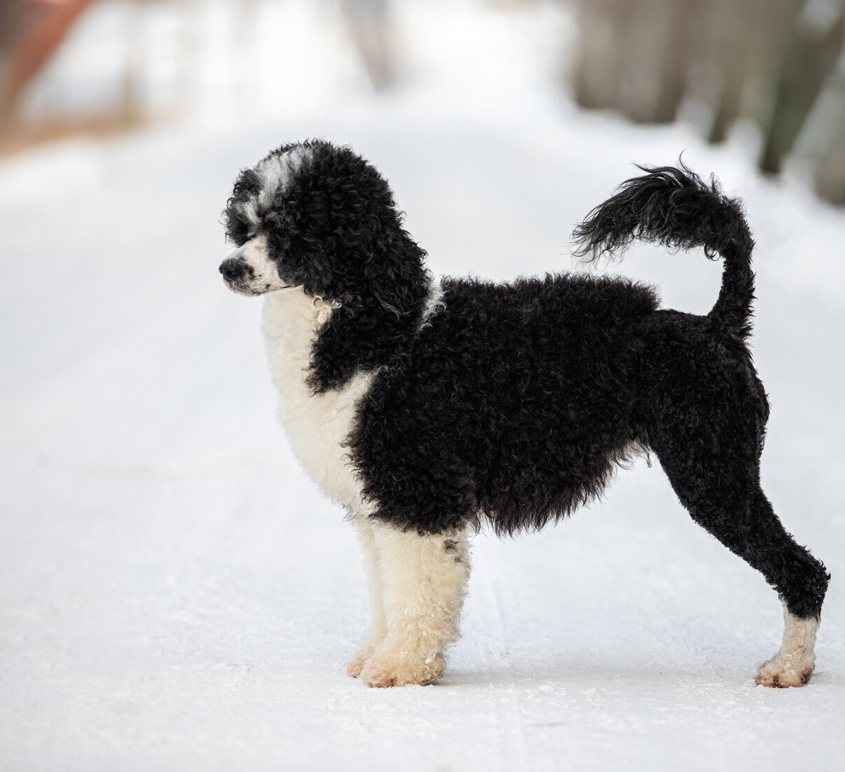 Black and white Portuguese Water Dog standing on a snowy path