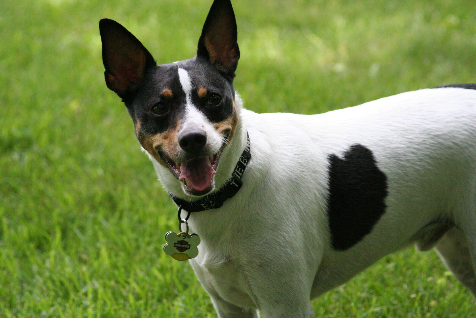 Tricolor Rat Terrier standing on grass with upright ears