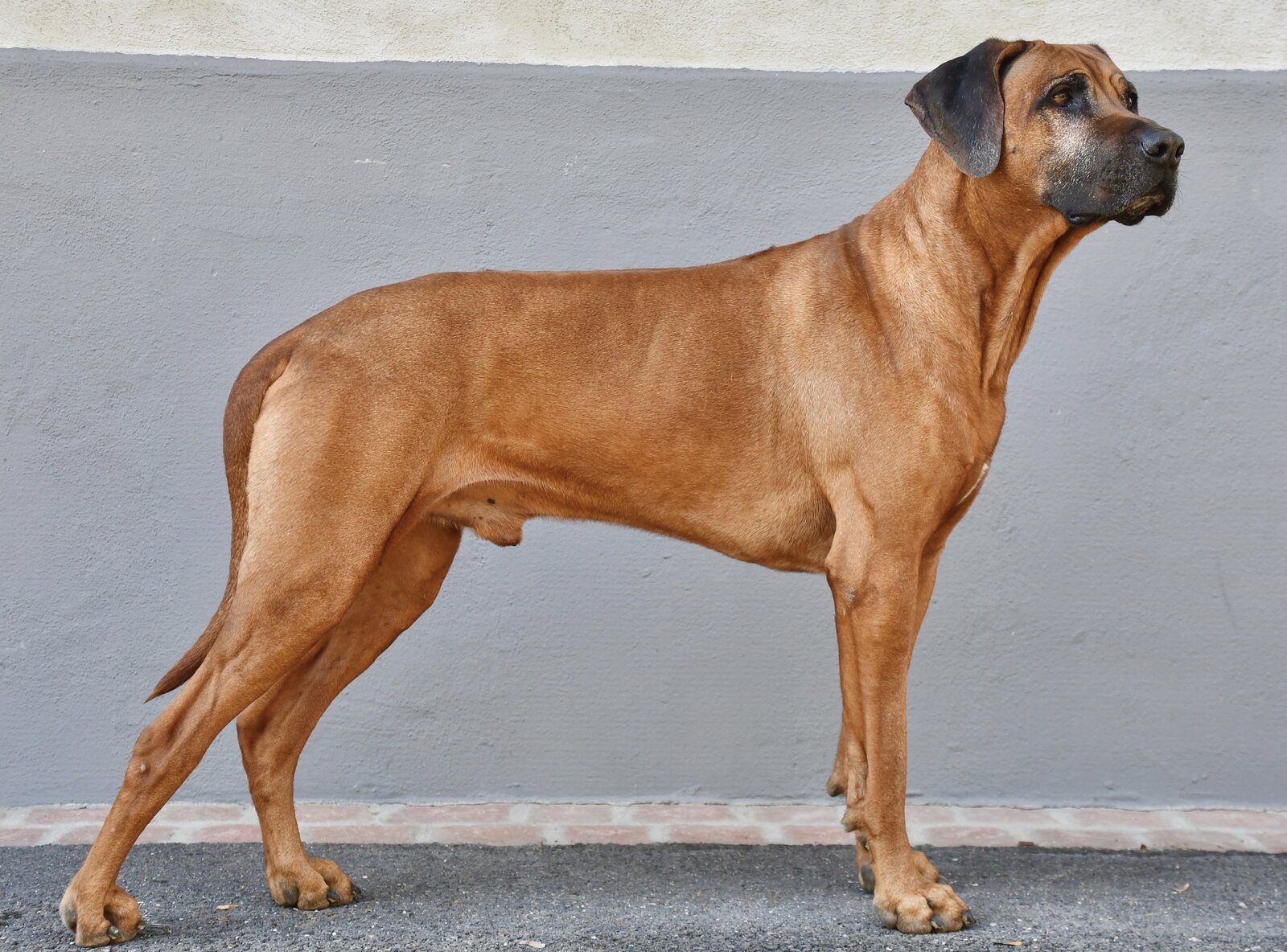 Rhodesian Ridgeback standing in profile against a grey wall